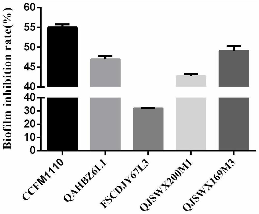 A strain of Lactobacillus crispatus capable of preventing and/or treating candida vaginitis