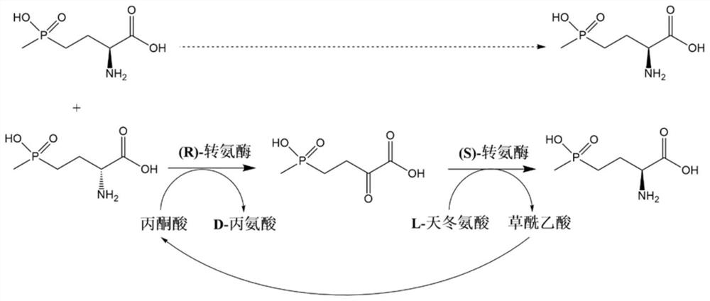 (S)-transaminase and application thereof