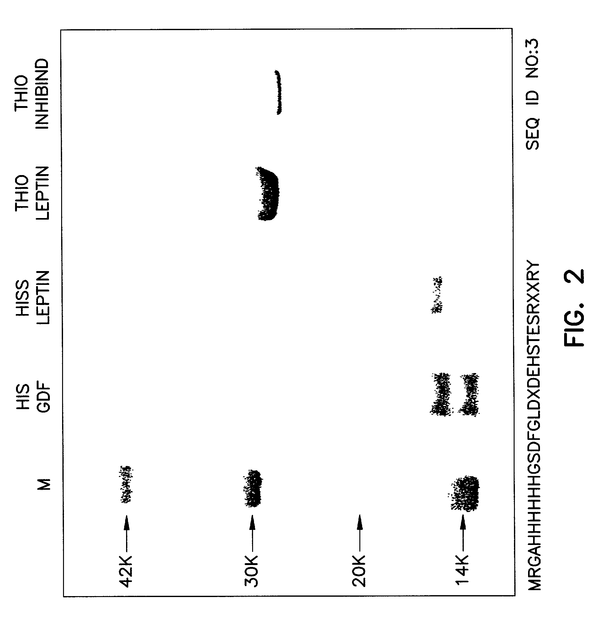 Myostatin immnoconjugate