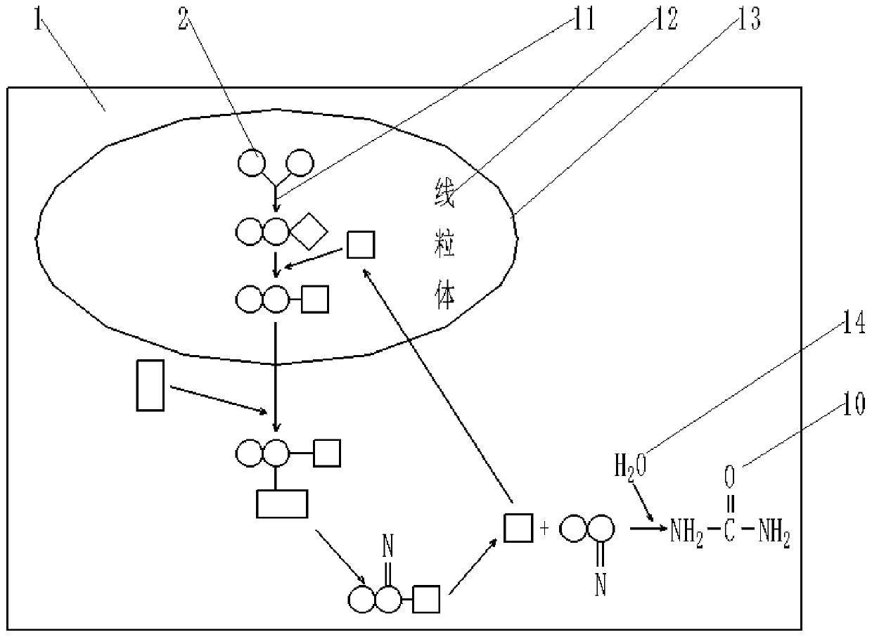 Biochemical reaction process demonstration device