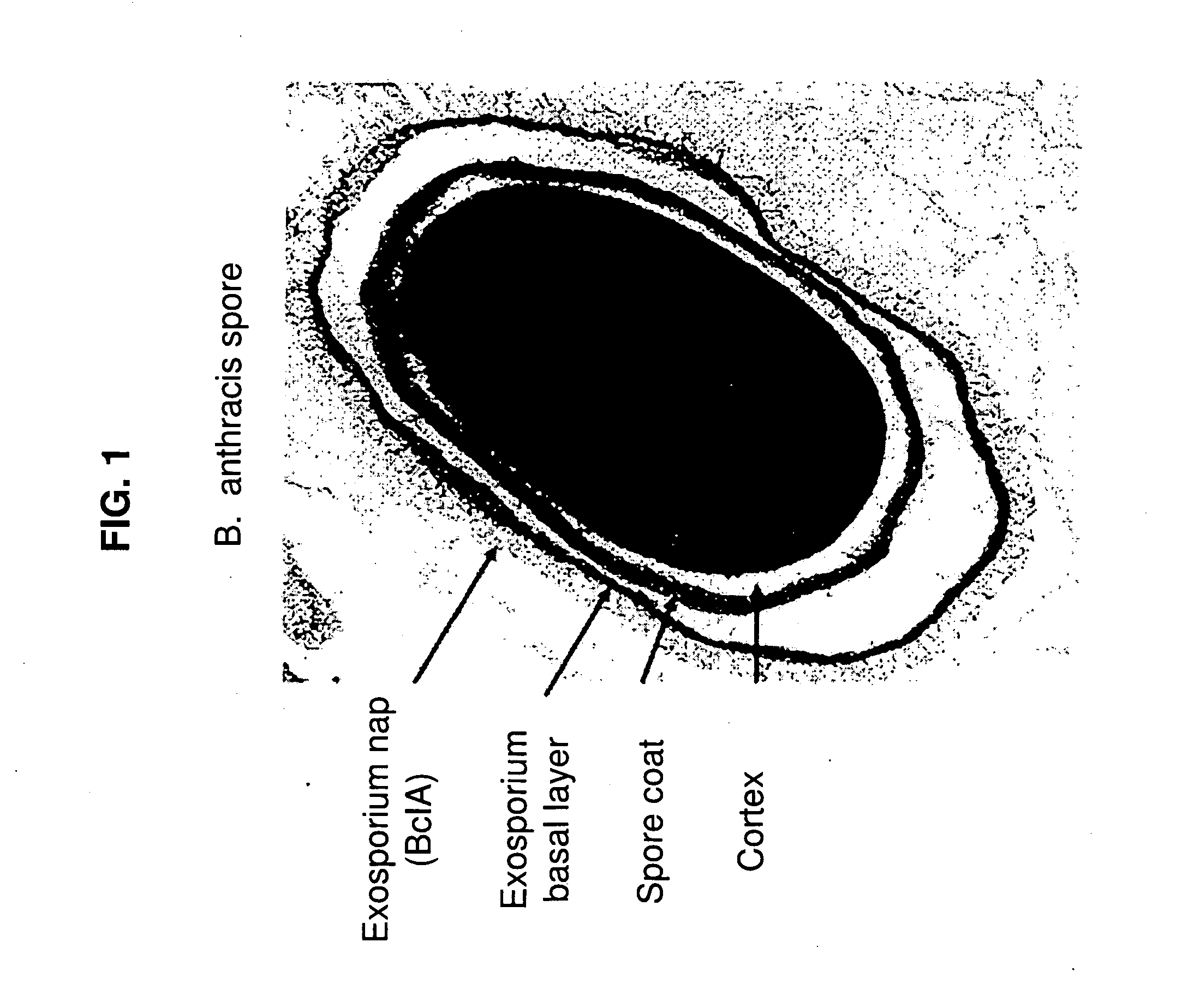 Bacillus based delivery system and methods of use