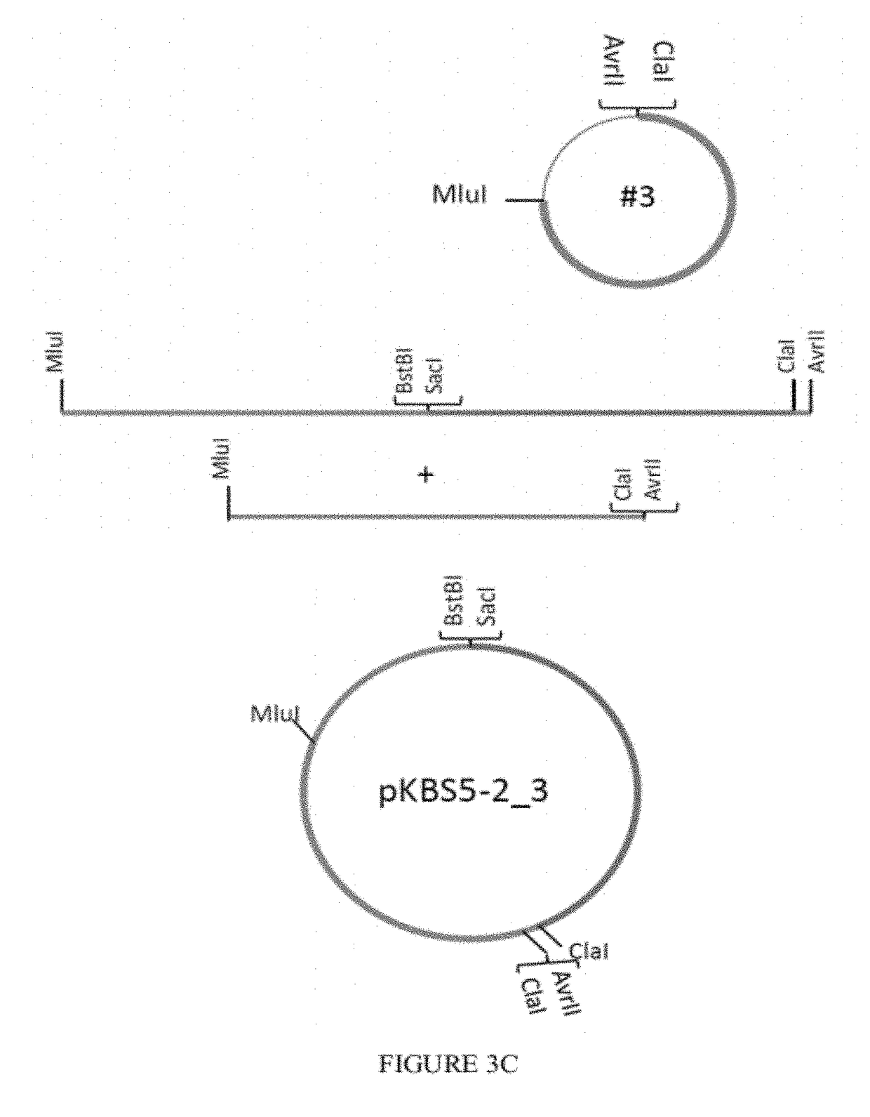 Respiratory syncytial virus expression vectors