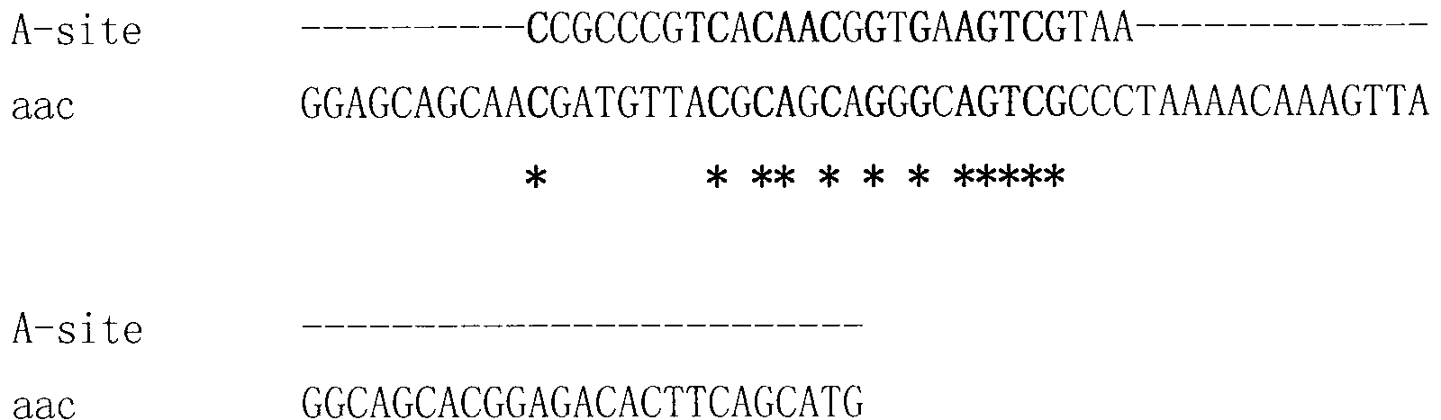 Riboswitch aac and application thereof in preparing antibiotics