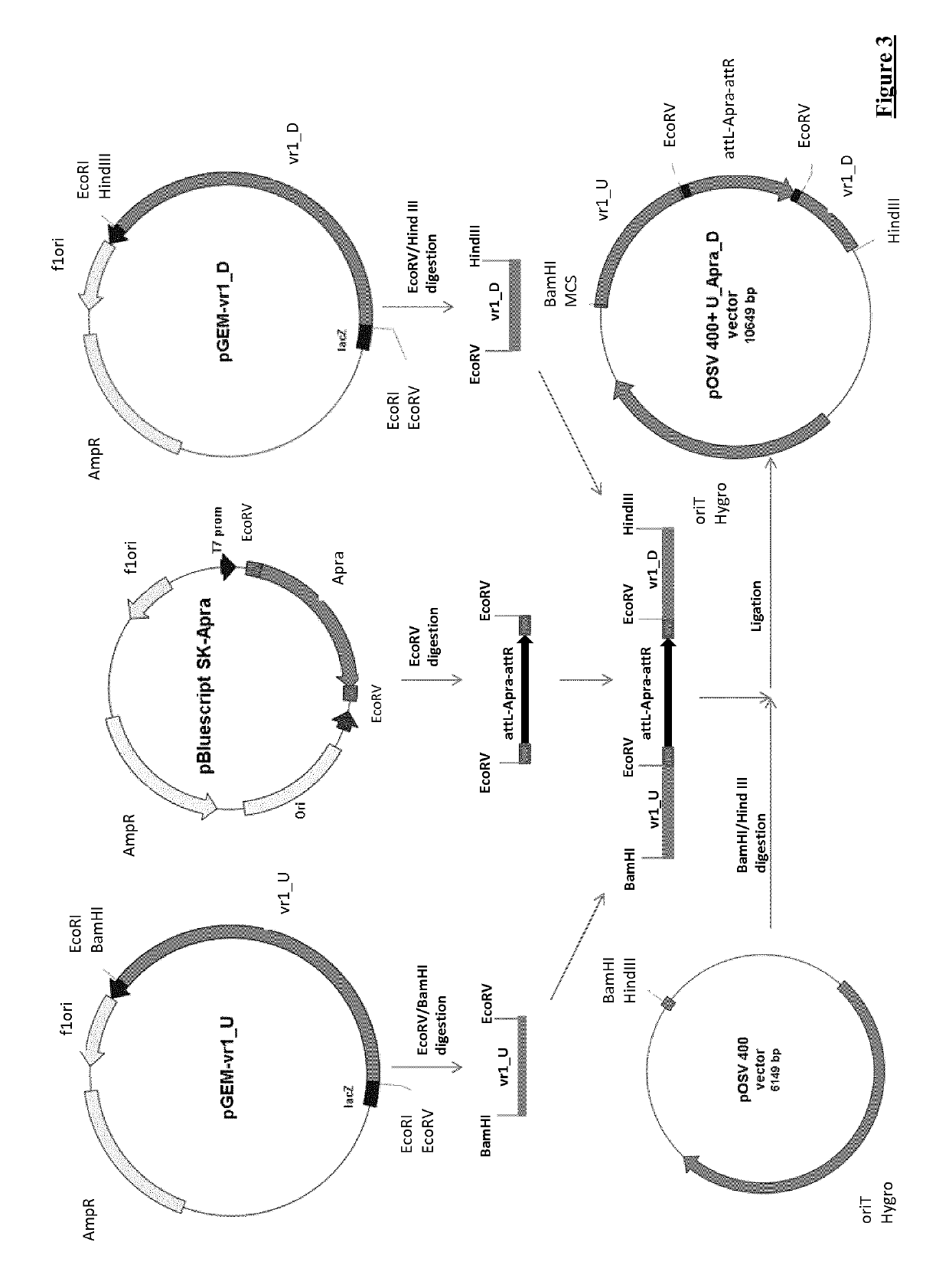 Microorganisms and methods for producing vanillin
