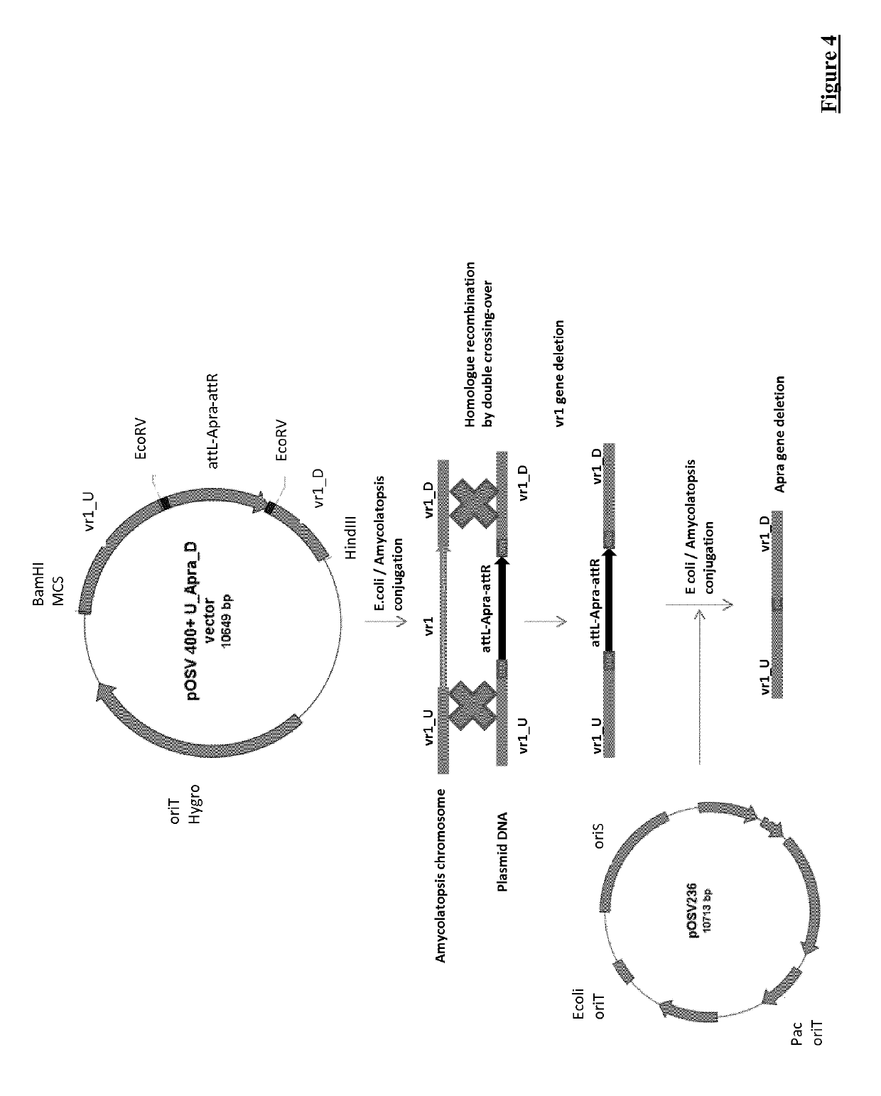 Microorganisms and methods for producing vanillin