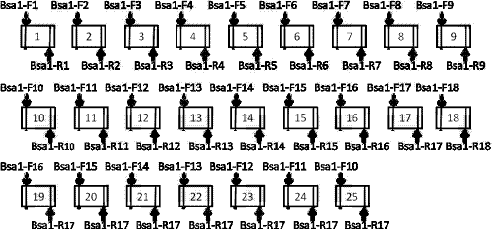 Single-module DNA (deoxyribonucleic acid) library and connecting method for TALENs (transcription activator-like effector nucleases) identification modules