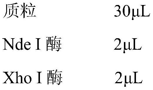 Ochratoxin degrading enzyme, coding gene, recombinant vector, cell, additive and application thereof