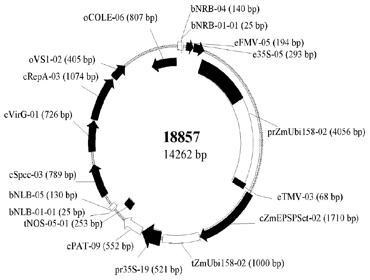 Nucleic acid construct for conferring herbicide tolerance in plants