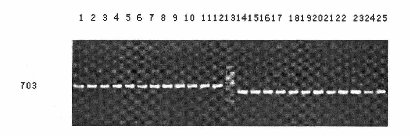 Molecular marker SIsv0372 in close linkage with foxtail millet herbicide resistant gene