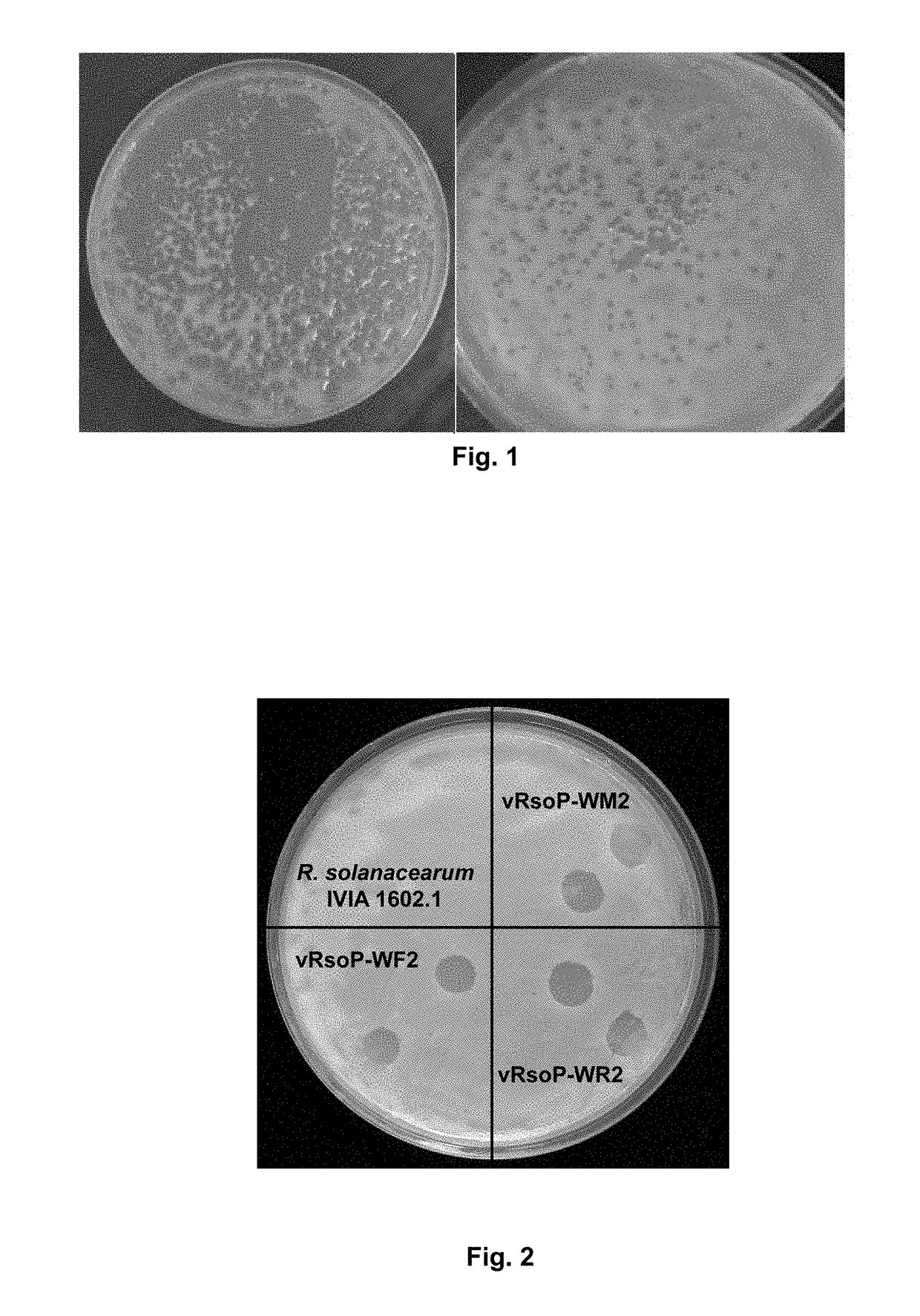 Method for the prevention and/or the biological control of bacterial wilt caused by ralstonia solanacearum, via the use of bacteriophages suitable for this purpose and compositions thereof