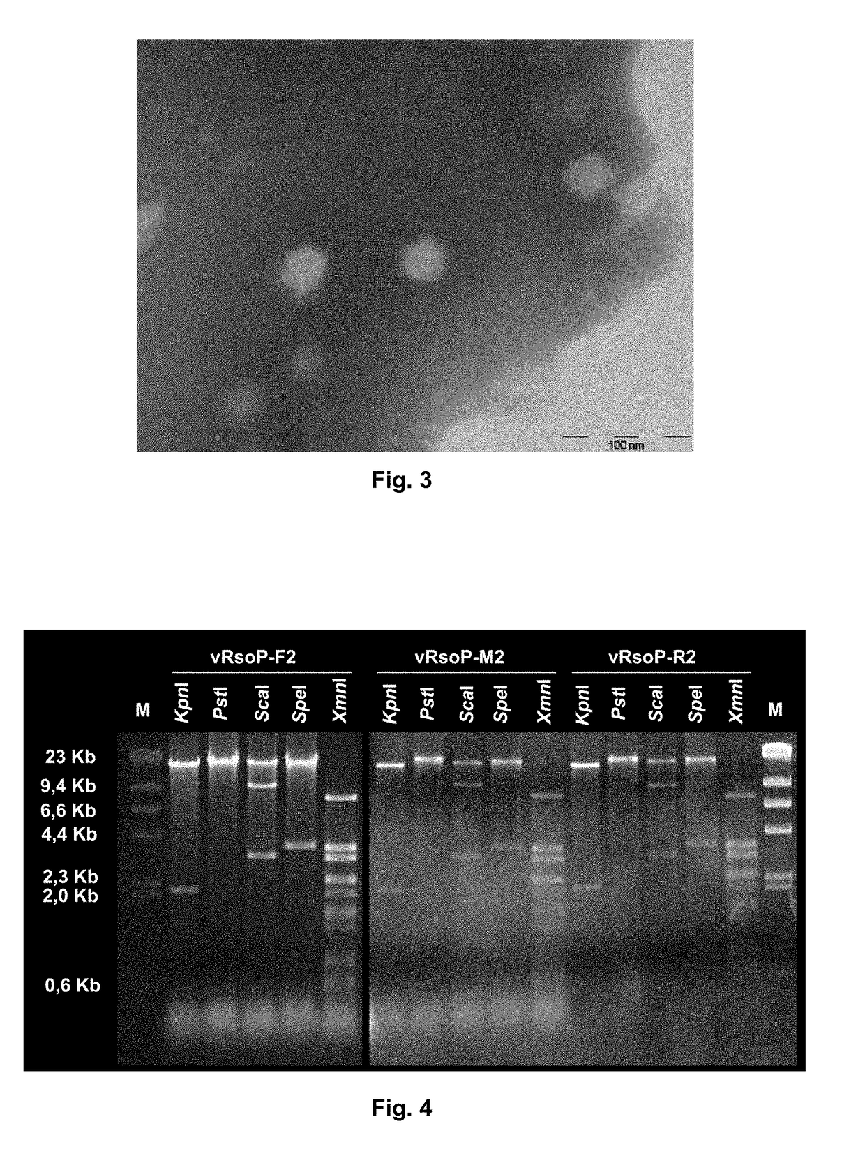 Method for the prevention and/or the biological control of bacterial wilt caused by ralstonia solanacearum, via the use of bacteriophages suitable for this purpose and compositions thereof
