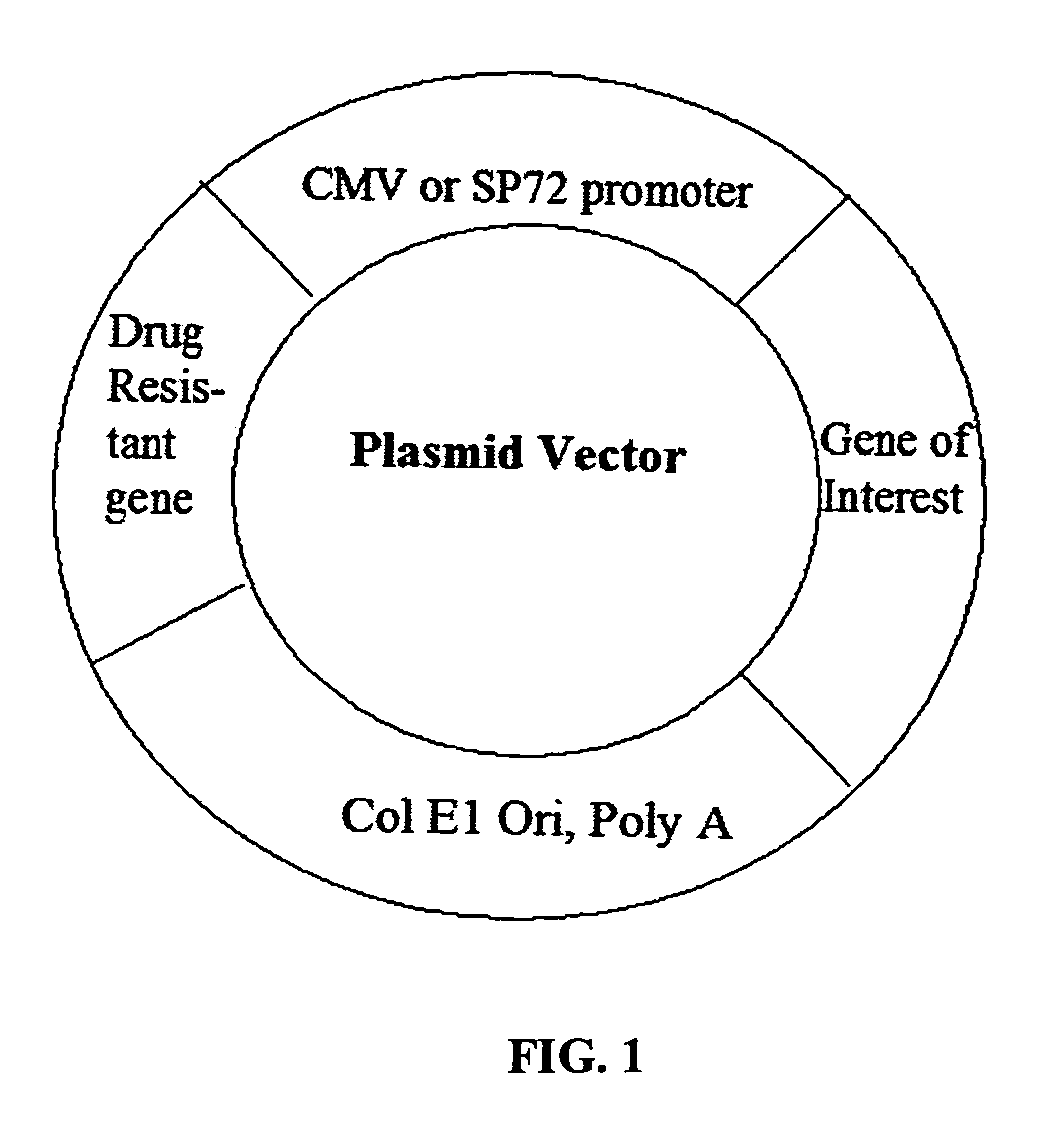 Rationally designed and chemically synthesized promoter for genetic vaccine and gene therapy