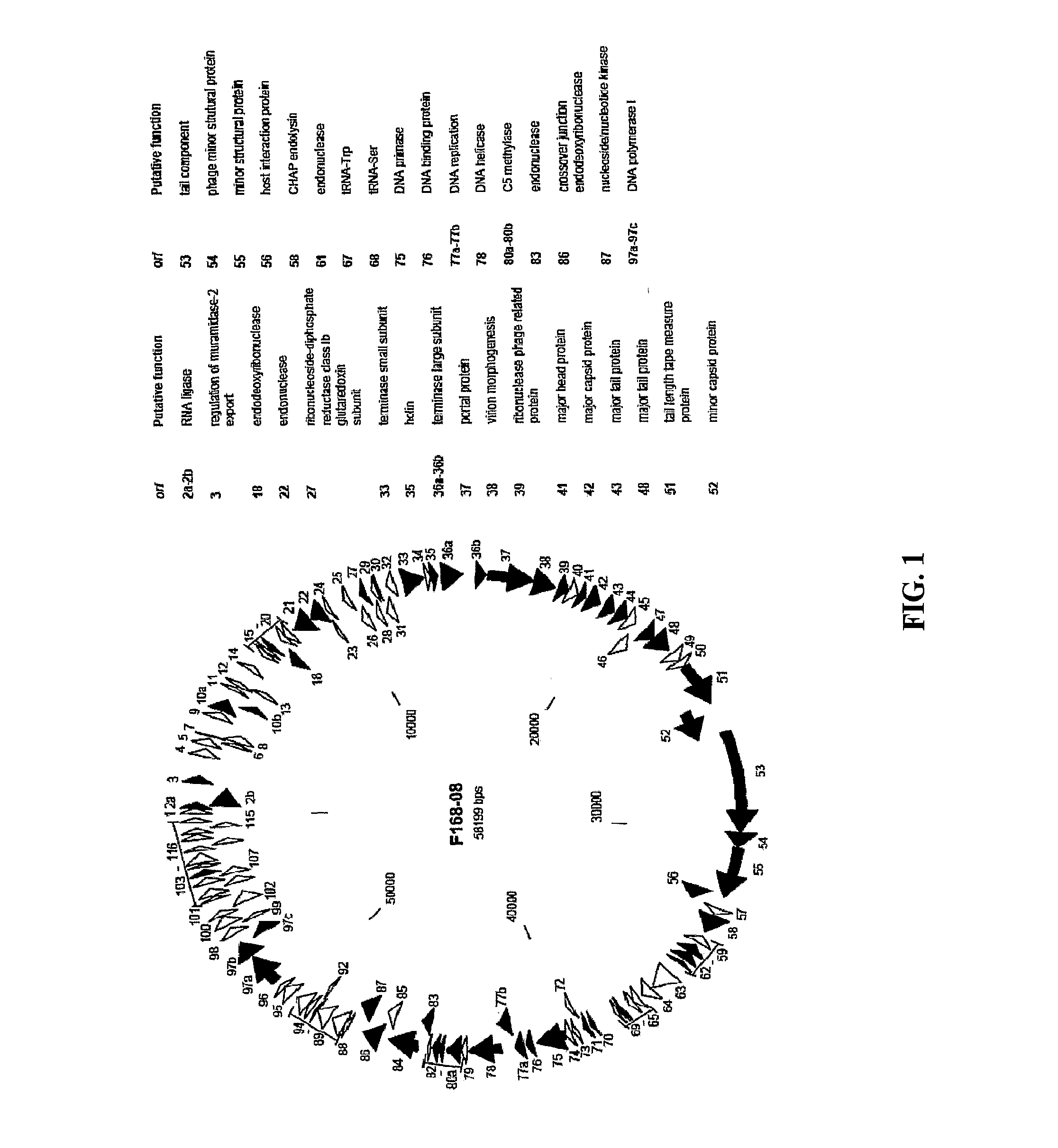 Antibacterial Phage, Phage Peptides and Methods of Use Thereof