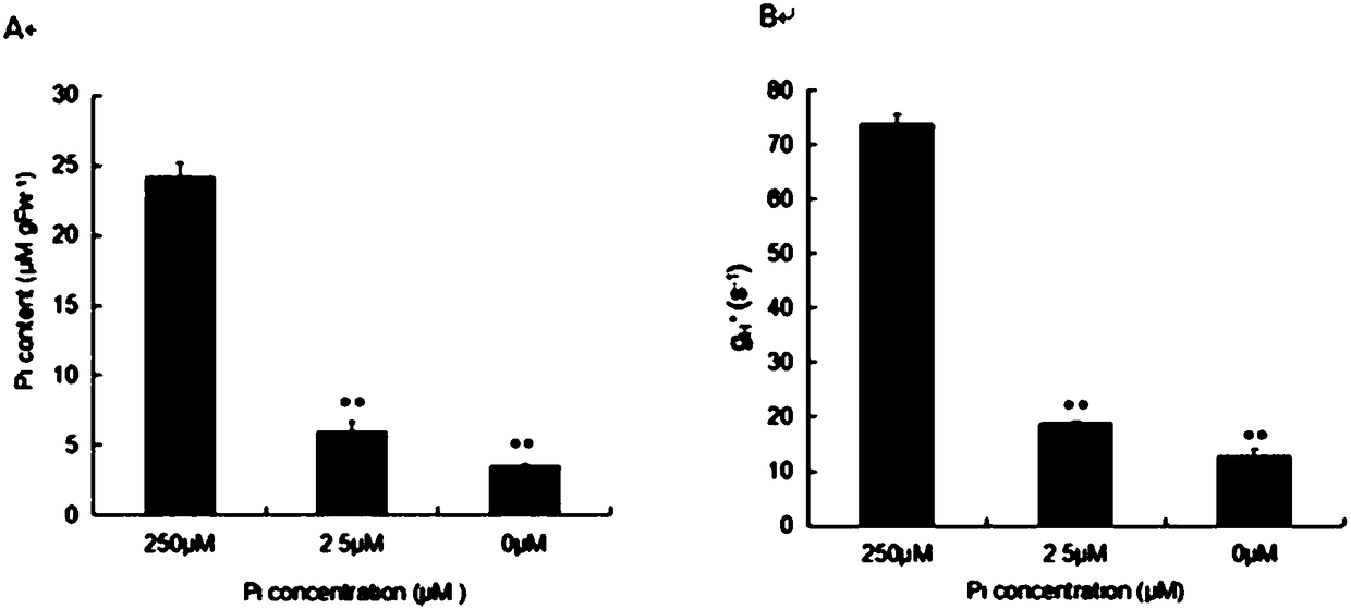 Novel method for conveniently and sensitively detecting phosphorus contents of leymus chinensis leaves