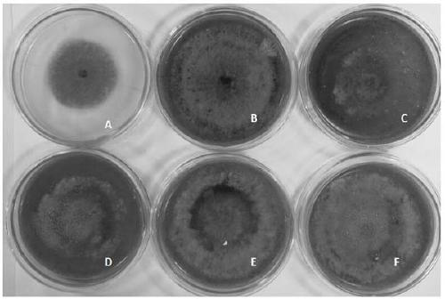 A kind of spore-producing medium of maize leaf spot fungus and its application