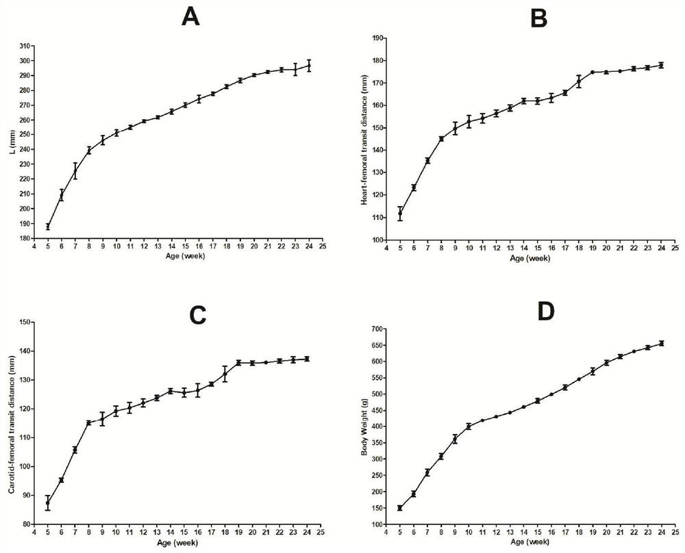 Non-invasive measurement method for aortic stiffness of rat model