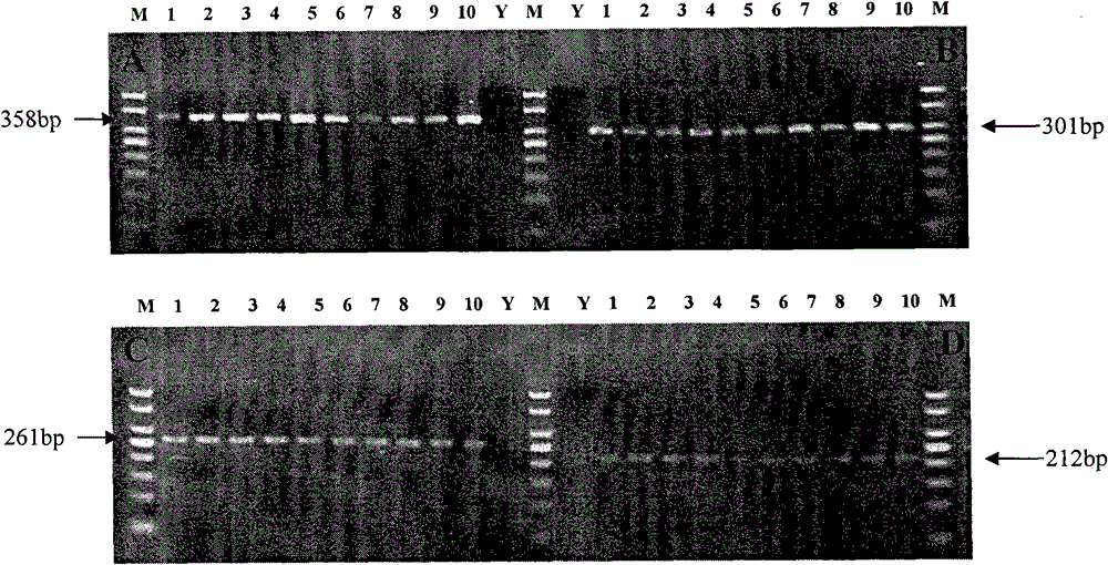 Multiple PCR method for rapidly identifying four varieties of sea cucumbers