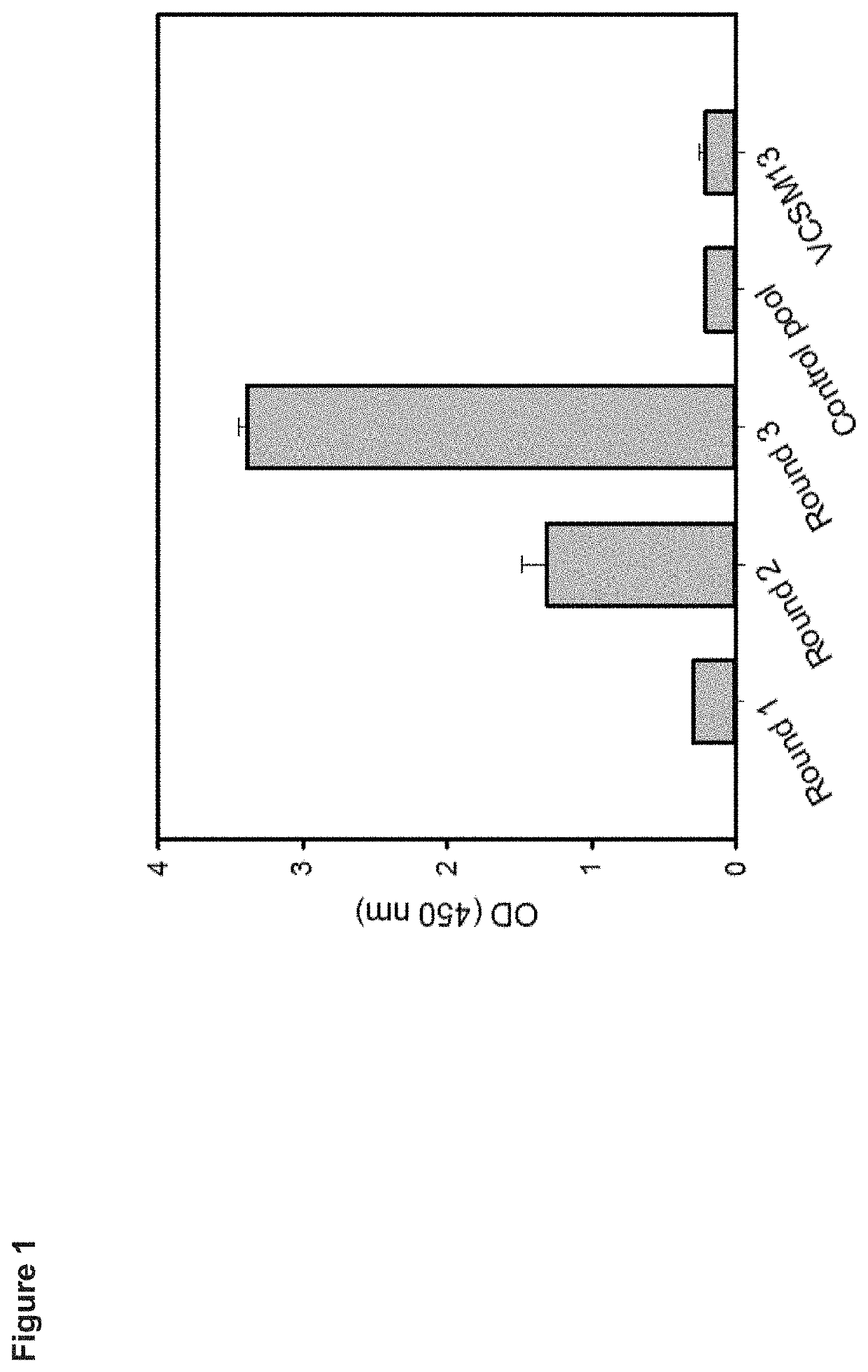 Peptide mimotopes of the CD3 T-cell co-receptor epsilon chain and uses thereof