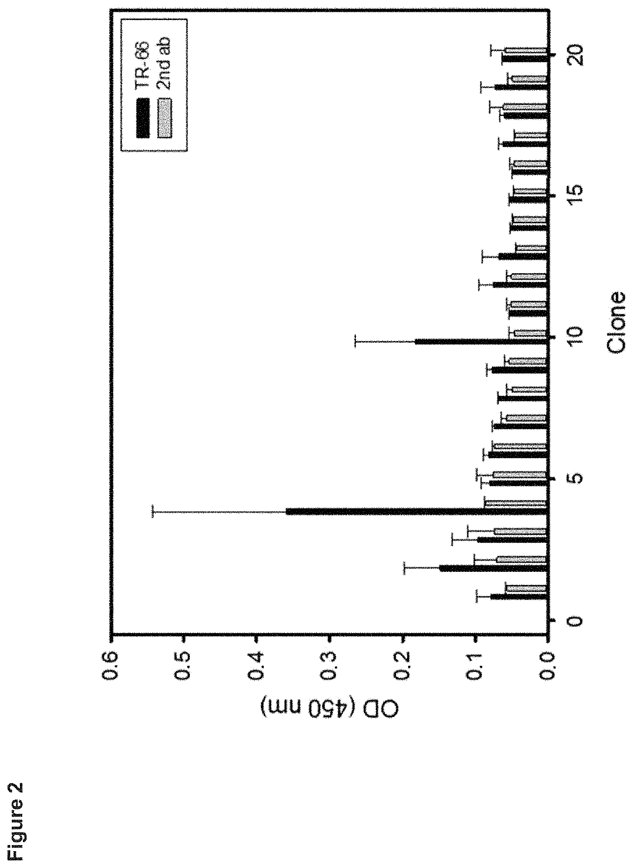 Peptide mimotopes of the CD3 T-cell co-receptor epsilon chain and uses thereof