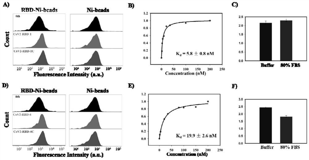 Nucleic acid aptamer of SARS-CoV-2 S protein or RBD protein and application of nucleic acid aptamer