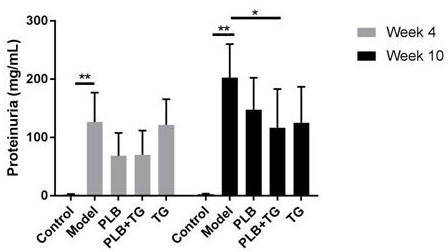 Application of Phellinus and tripterygium glycosides in delaying the process of focal segmental glomerulosclerosis