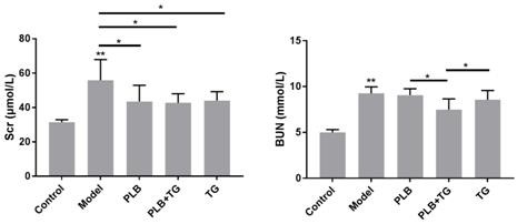 Application of Phellinus and tripterygium glycosides in delaying the process of focal segmental glomerulosclerosis