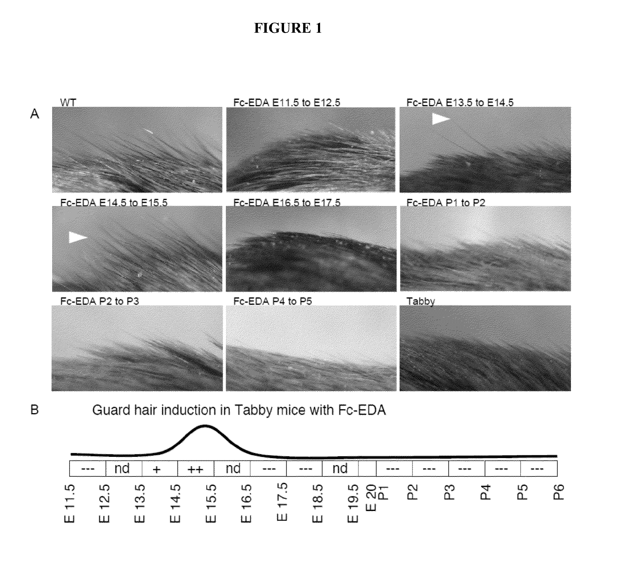 Compositions and methods for the alteration of xlhed phenotypes