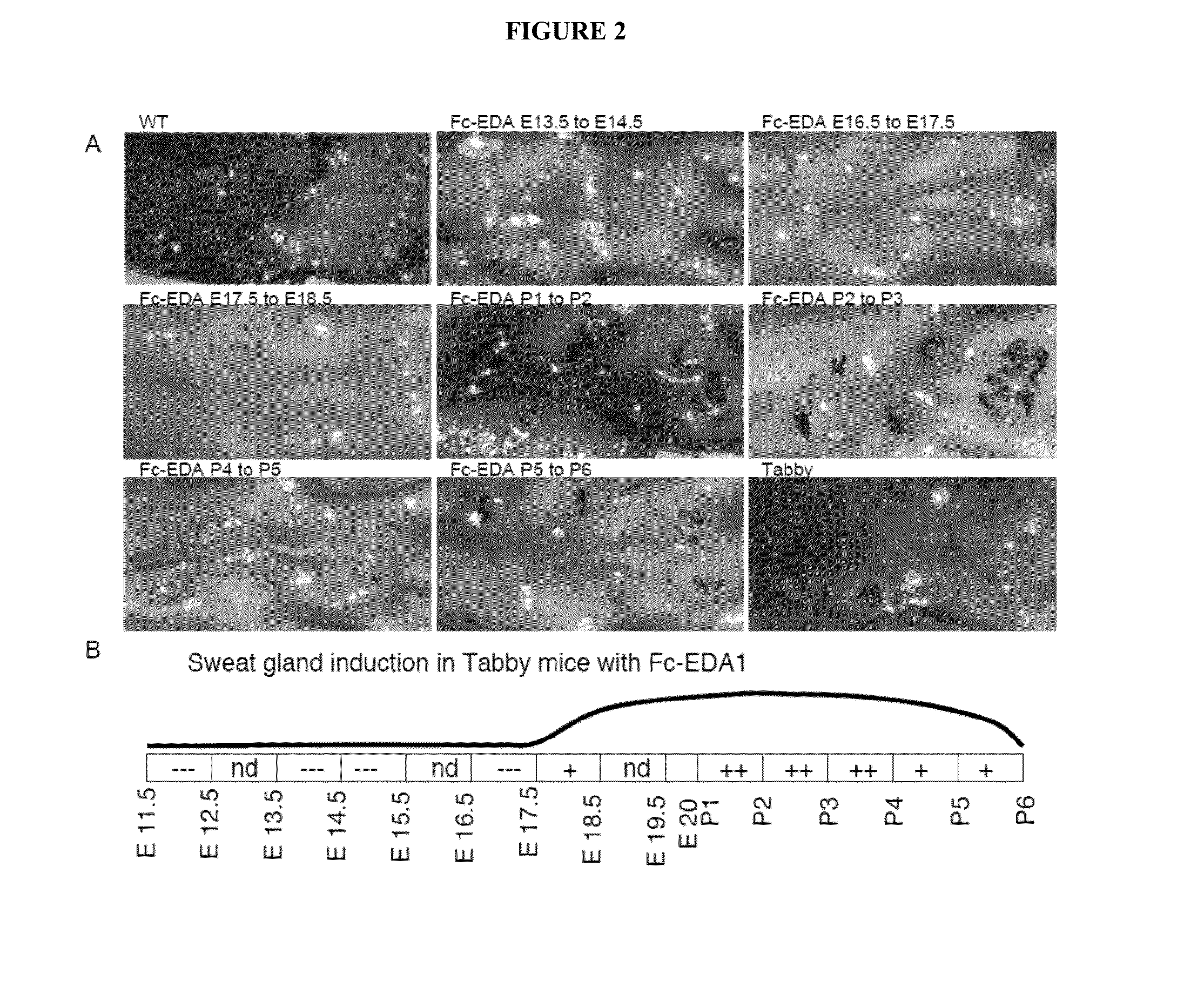 Compositions and methods for the alteration of xlhed phenotypes