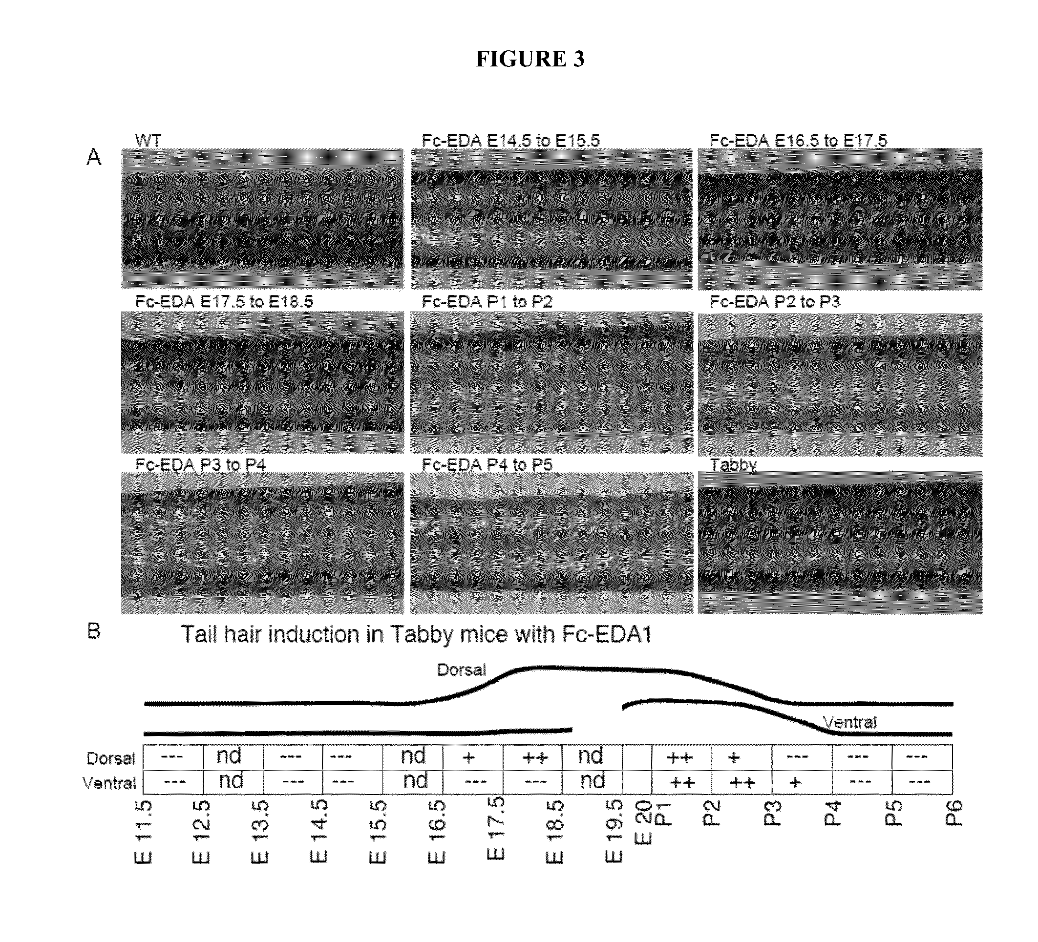 Compositions and methods for the alteration of xlhed phenotypes