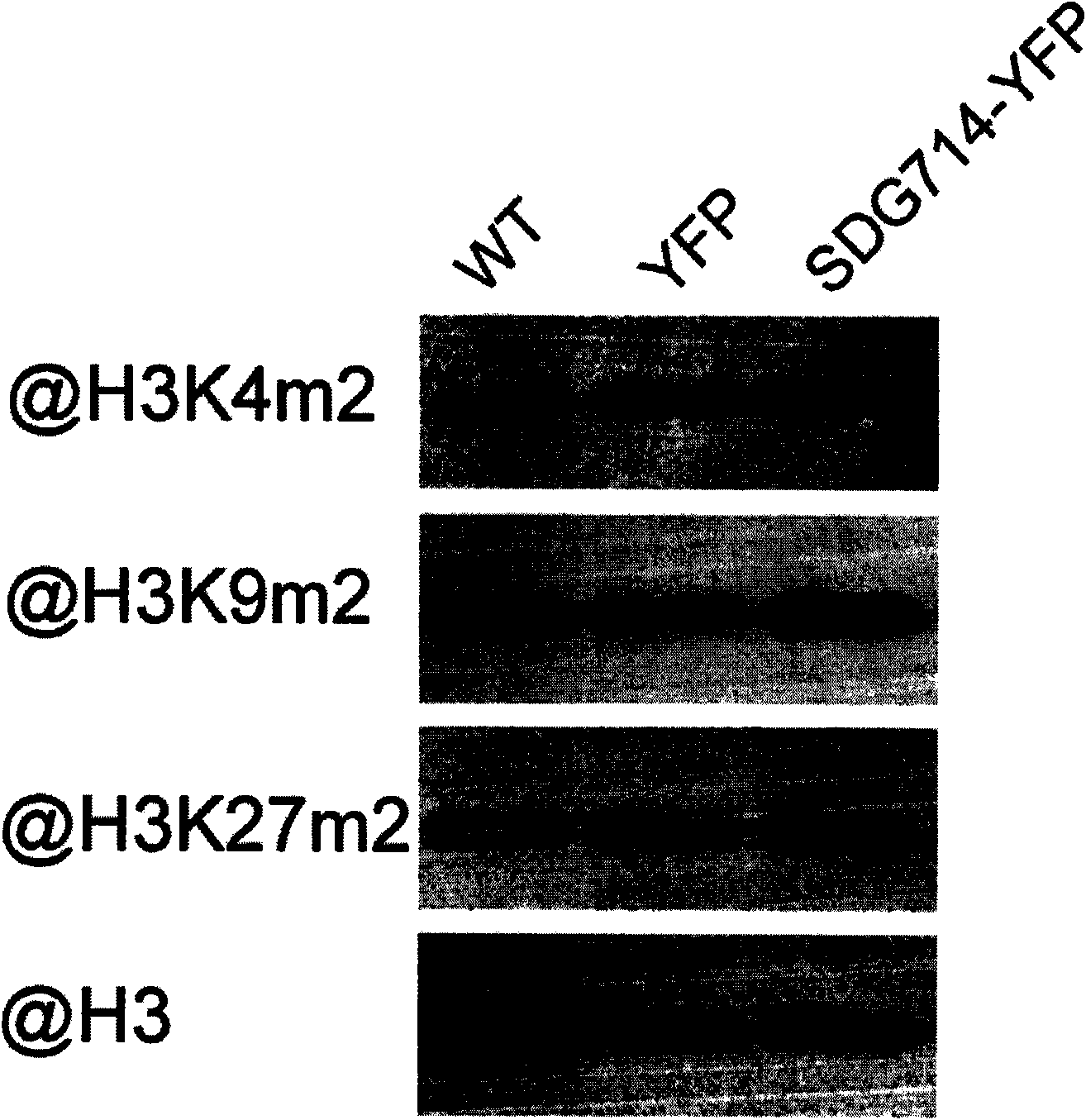 Method for regulating growth of plants and application thereof
