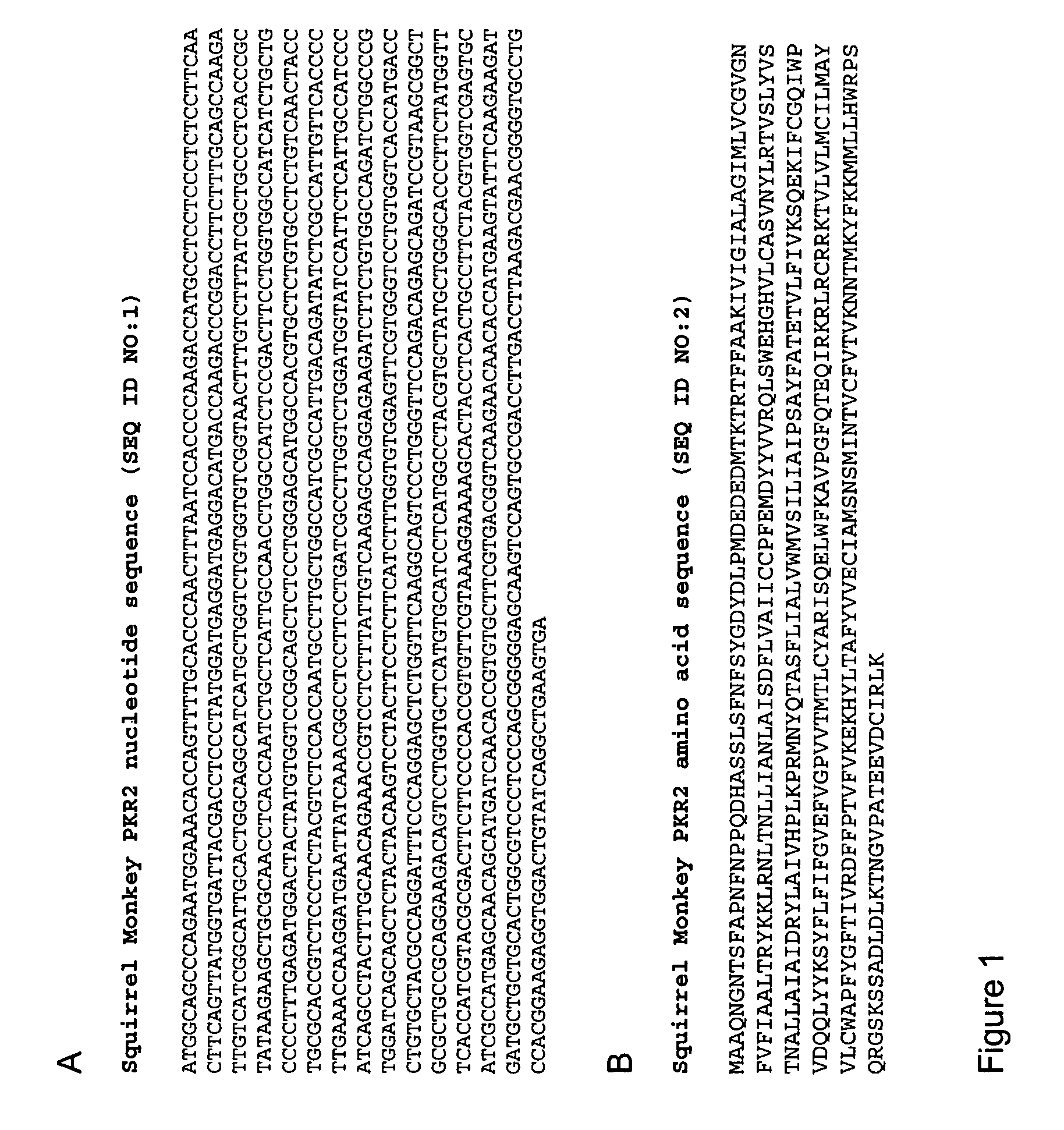 Primate prokineticin and prokineticin receptor polypeptides, related compositions and methods