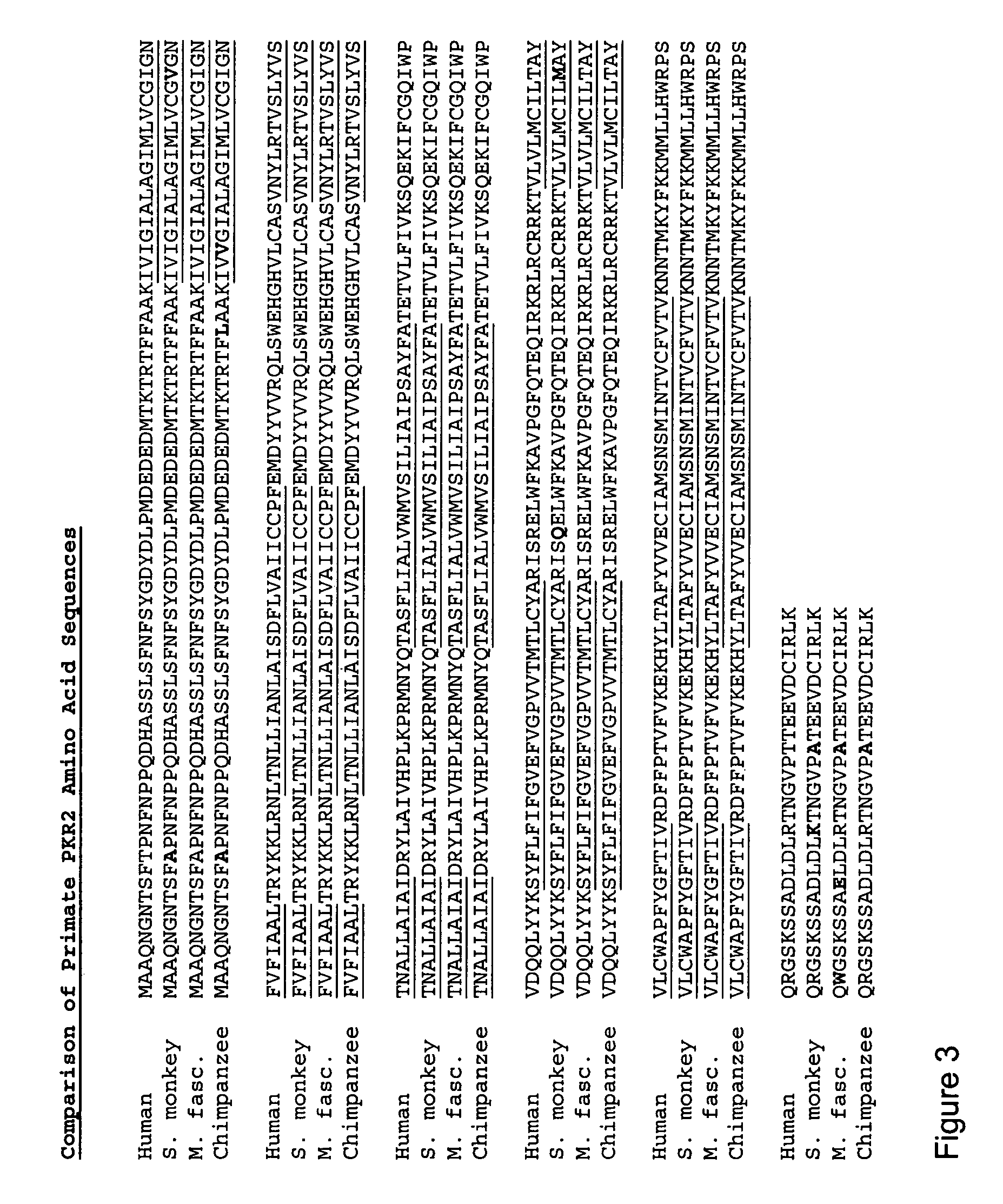 Primate prokineticin and prokineticin receptor polypeptides, related compositions and methods