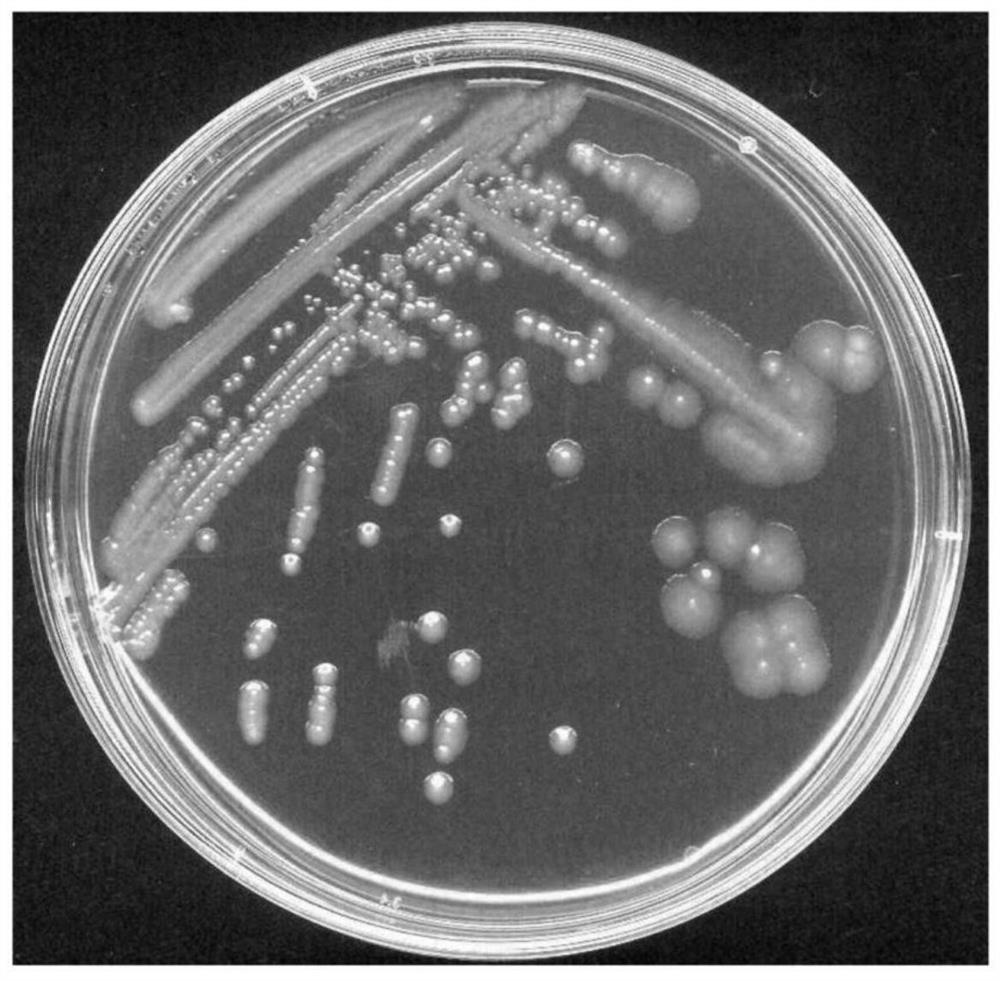 A kind of degrading bacterial strain of pyrethroid insecticide and its application