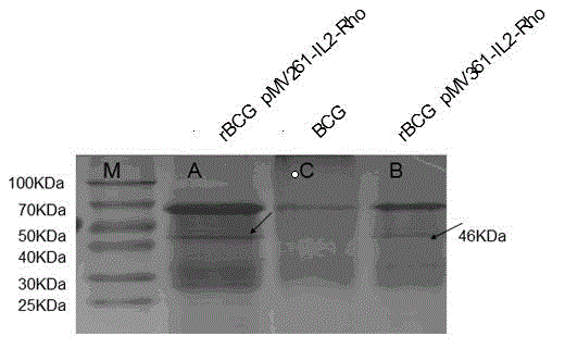 Recombinant bacillus calmette-guerin for preventing animal toxoplasmosis and preparation method