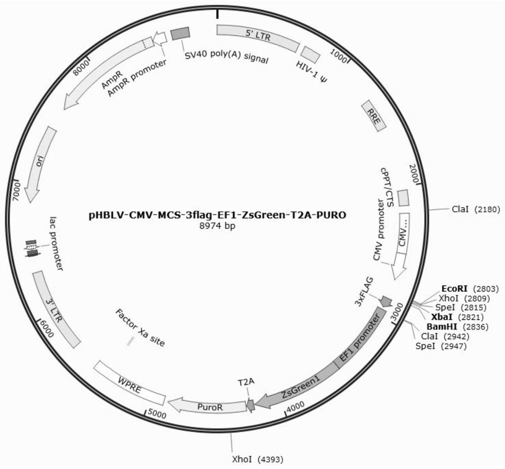 Application of mir-486-3p in the preparation of products for the treatment of neuroinflammation caused by sah