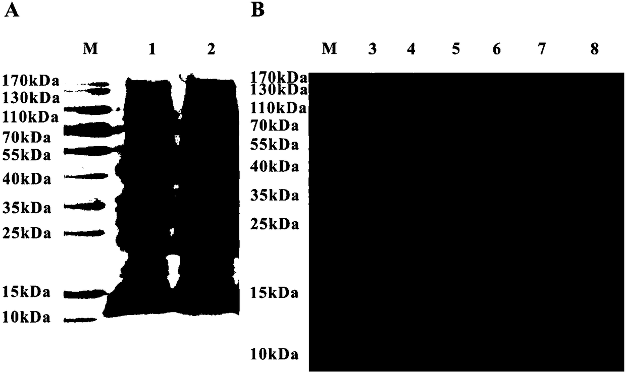 Mandarin fish gamma interferon relevant factor as well as recombinant protein and application thereof
