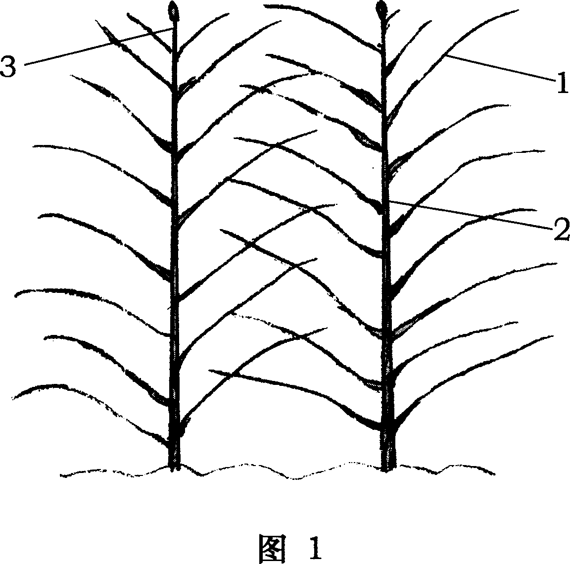 Method for pruning tree in scenery zone