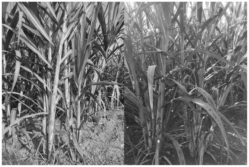 A planting method that can effectively promote sugarcane tillering