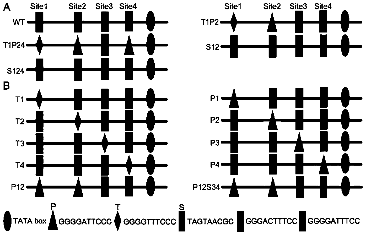 A kind of eukaryotic promoter and its preparation method and application