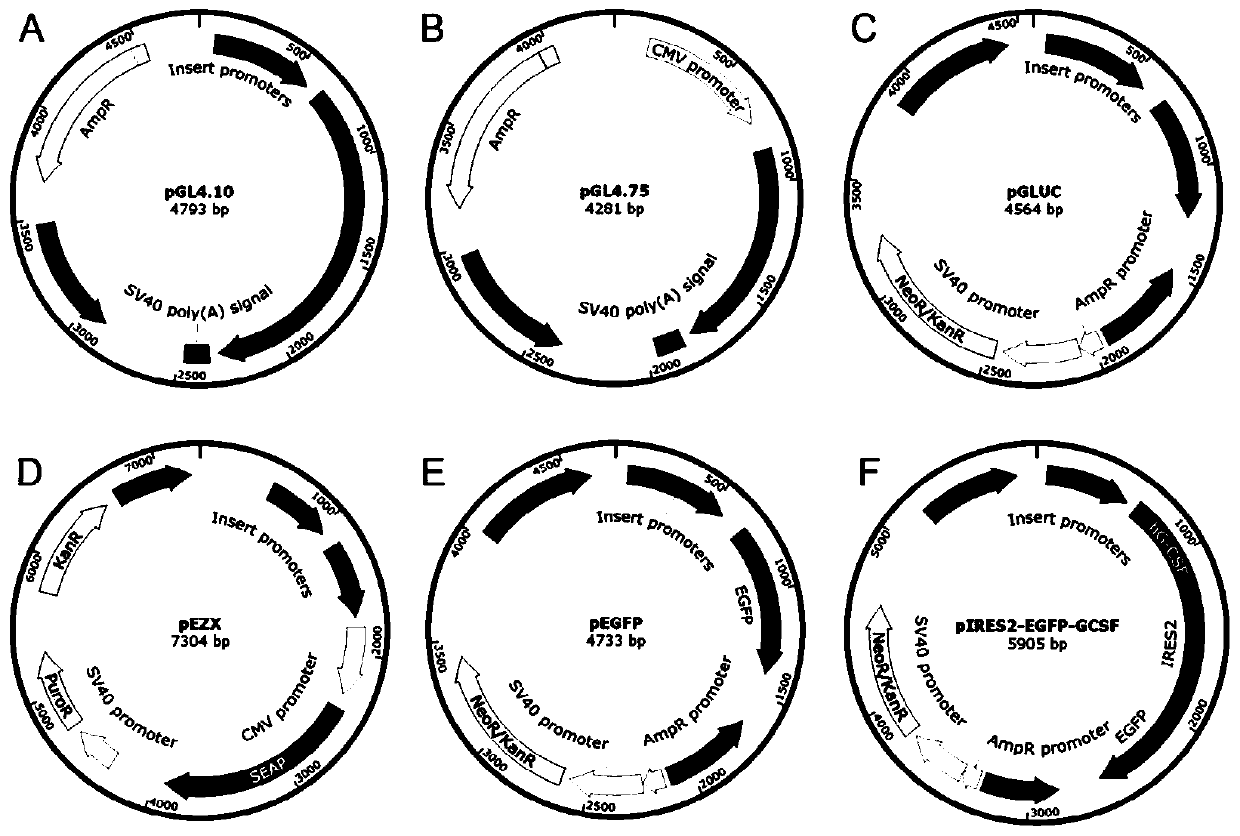 A kind of eukaryotic promoter and its preparation method and application