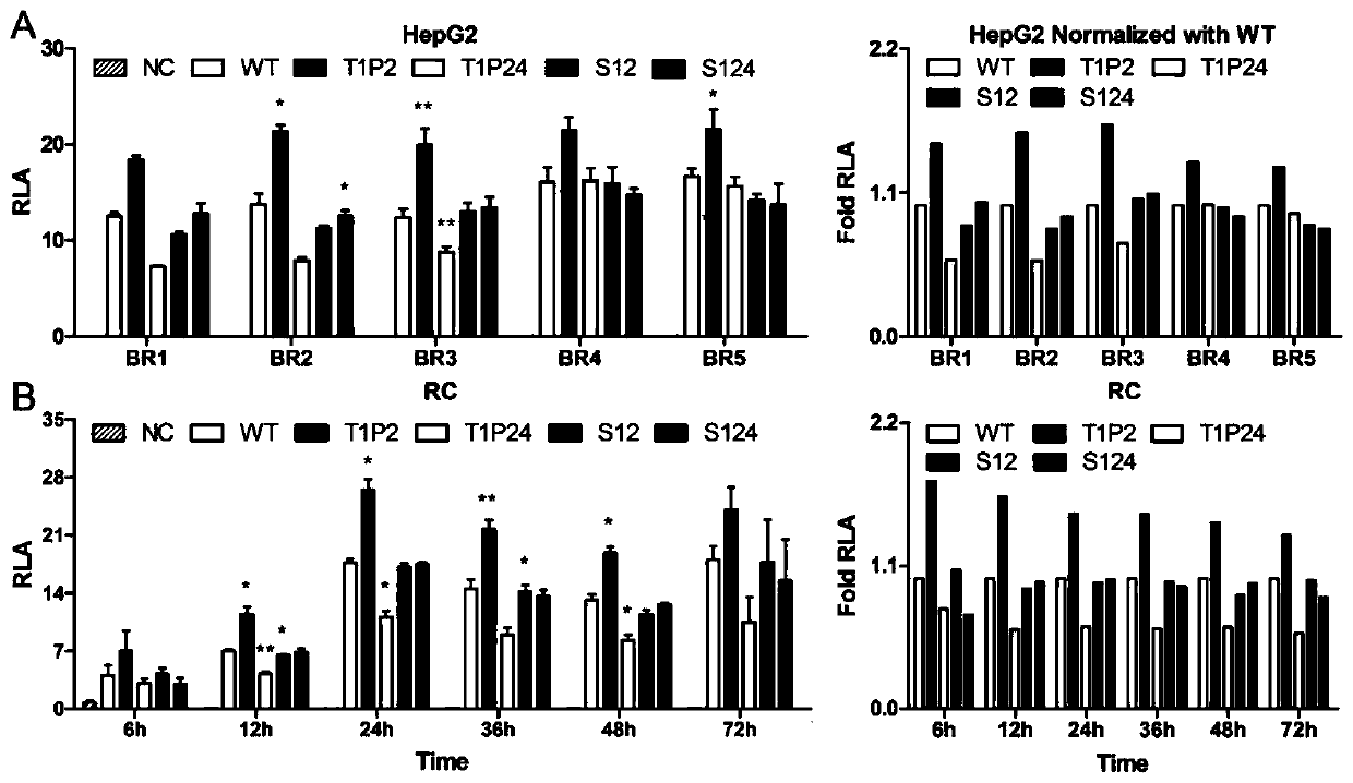 A kind of eukaryotic promoter and its preparation method and application