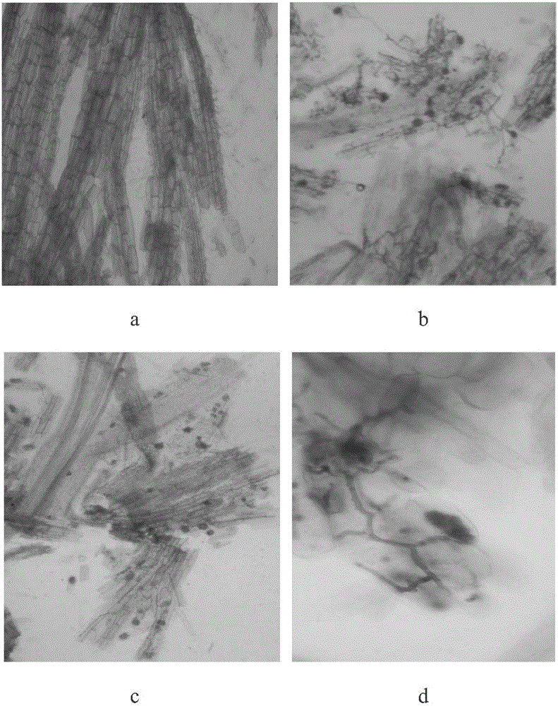 Method for promoting side slope green retrieval through mycorrhiza inoculation