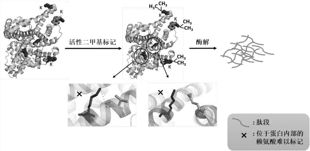 Method for detecting conformational changes of proteins by mass spectrometry technology