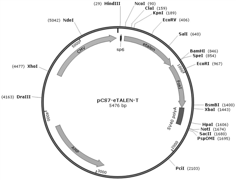 PEAR1 gene mutation kit and application thereof