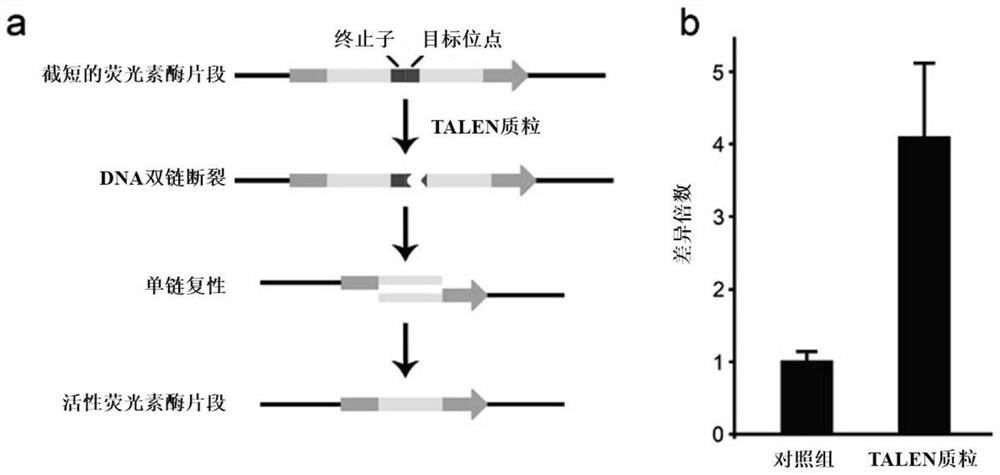 PEAR1 gene mutation kit and application thereof