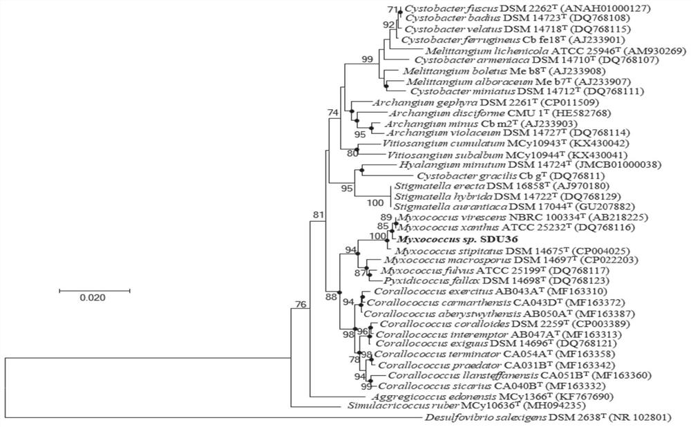 Myxobacterium for producing methsadazole compound and application of myxobacterium