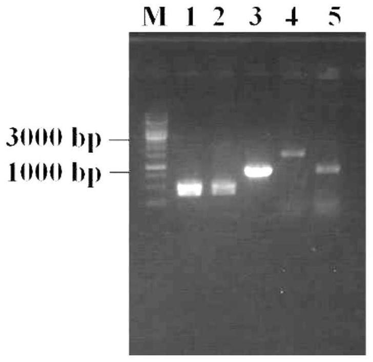 Genetically engineered bacterium for producing 5-hydroxytryptophan, and construction method and application of genetically engineered bacterium
