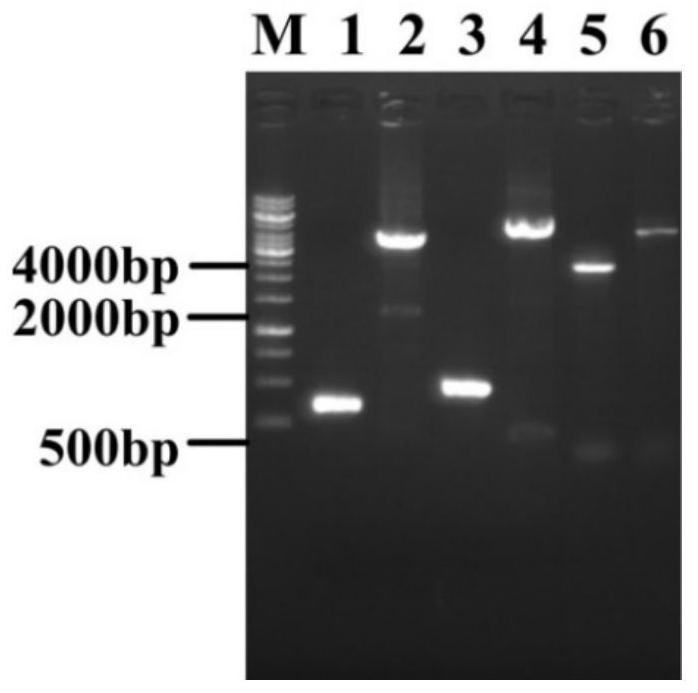 Genetically engineered bacterium for producing 5-hydroxytryptophan, and construction method and application of genetically engineered bacterium