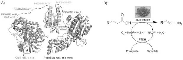 Sequence, preparation method and application of catalytic synthesis of linear alpha-olefin biocatalyst olet-bm3r