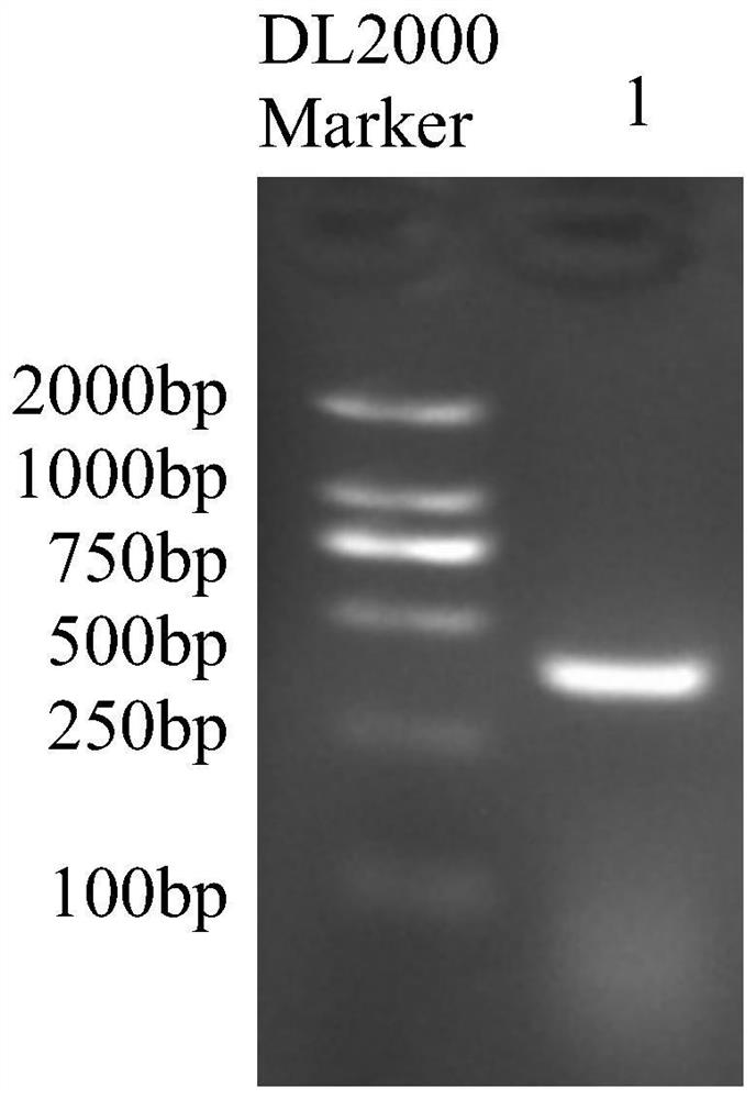 A molecular marker of nfat5 gene related to growth traits of goat and its application